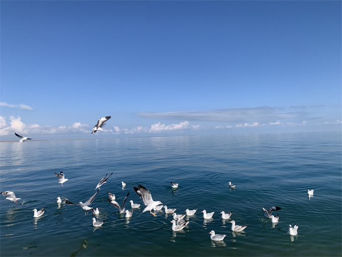 青海湖面，小鸟上天入水，生动活泼，引人驻足观望！